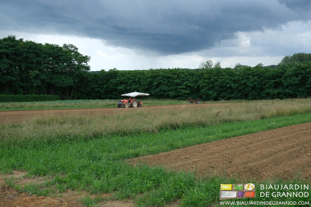 photo sous ciel noir d'orage de la planteuse couverte d'un parasol de marché