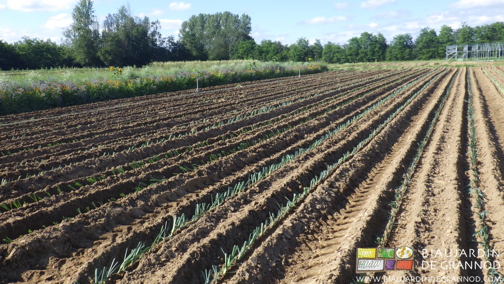 photo d'un carré de poireau en cours de plantation