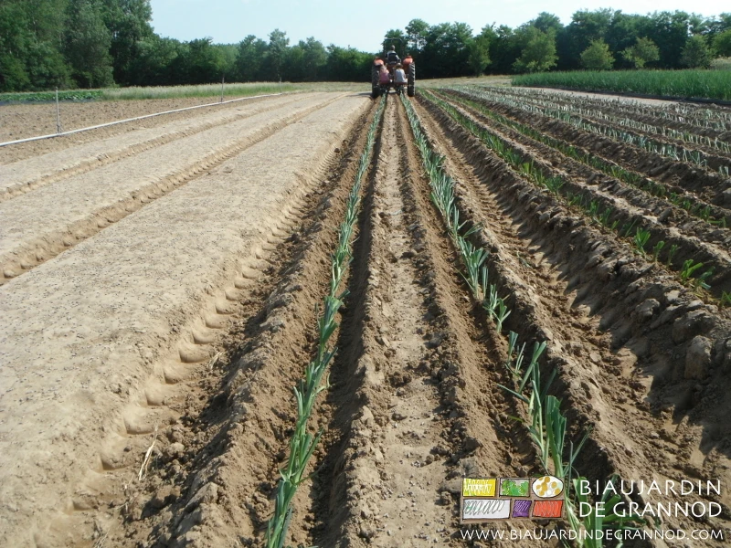 photo en perspective des rangs d'une planche de poireau en cours de plantation