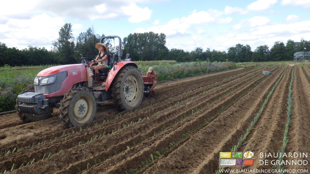 photo de repiquage de poireau à la planteuses Super Prefer