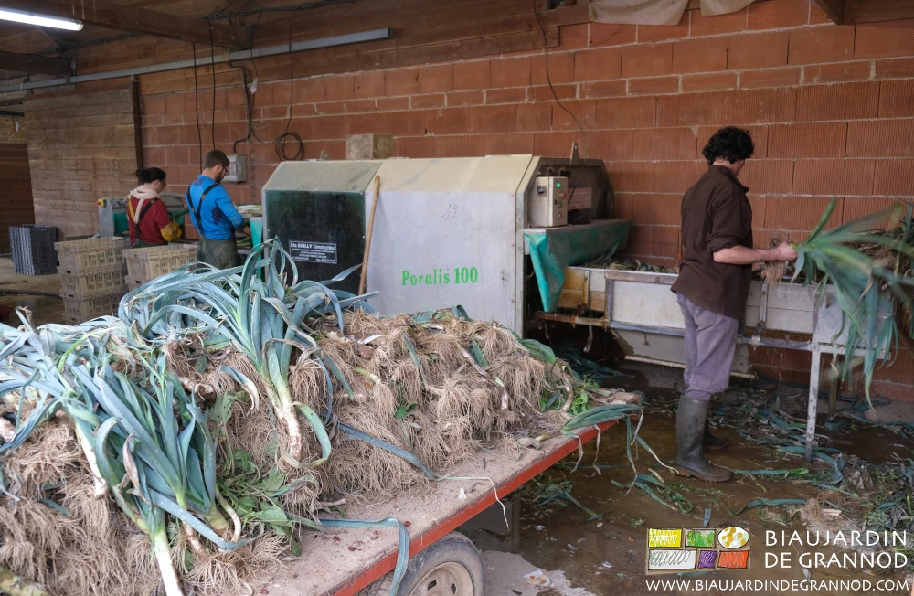 vue d'ensemble de l'équipe de 3 paysans maraîchers travaillant à la laveuse