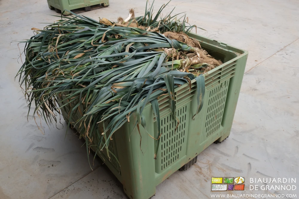 photo d'un palox de poireau récolté et en attente de préparation