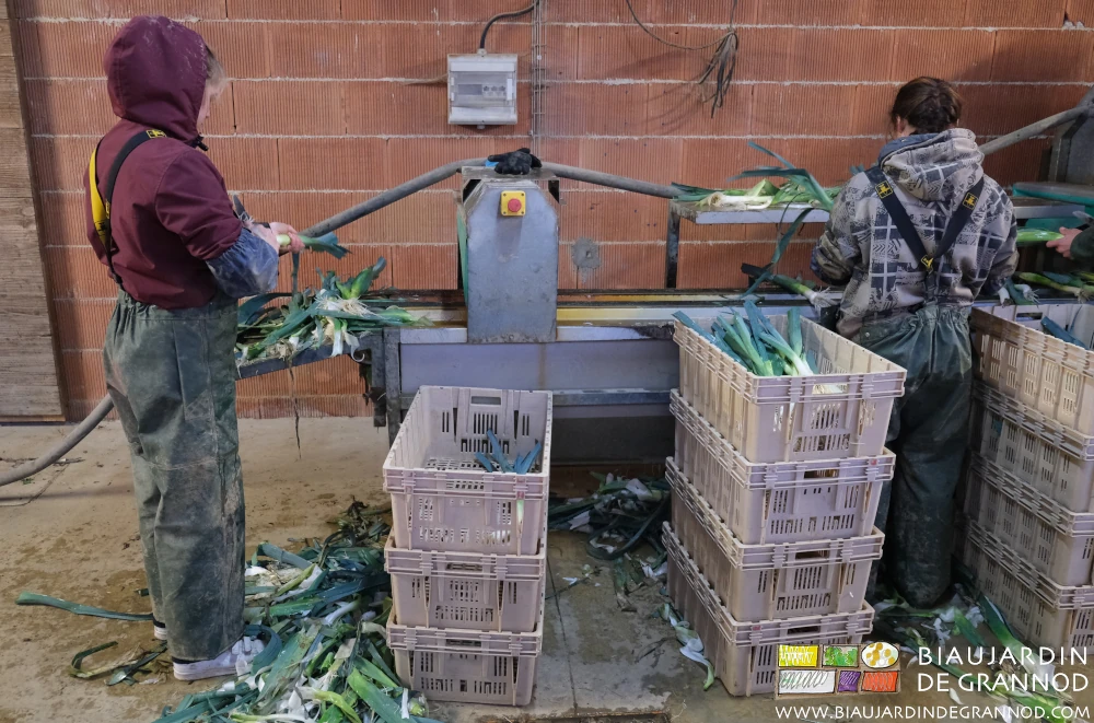 photo de l'étagère qui garde les poireaux qui n'ont pas été fignolés