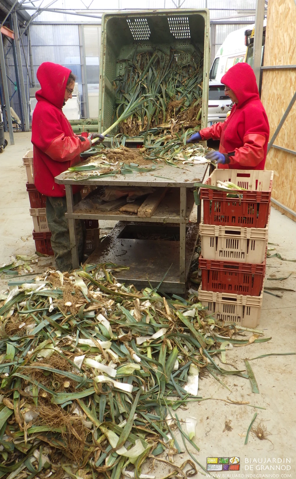 photo du plumage des poireaux avant lavage et vente