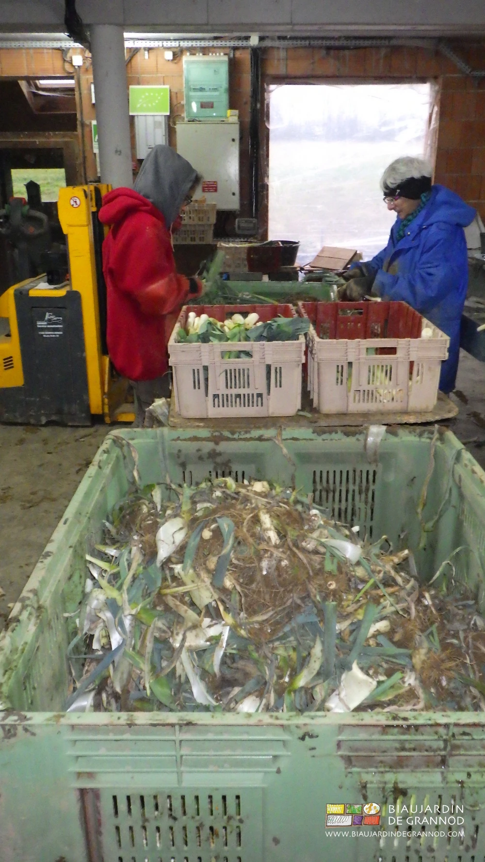 photo d'épluchage nettoyage manuels du poireau avant la vente