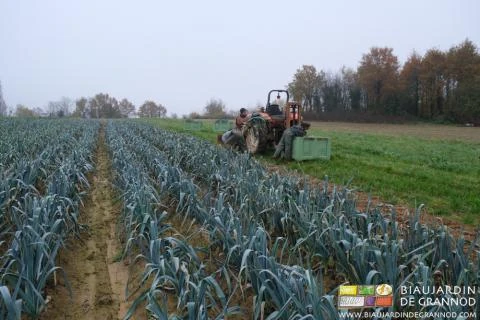 photo de récolte hivernale de poireau rangé en palox