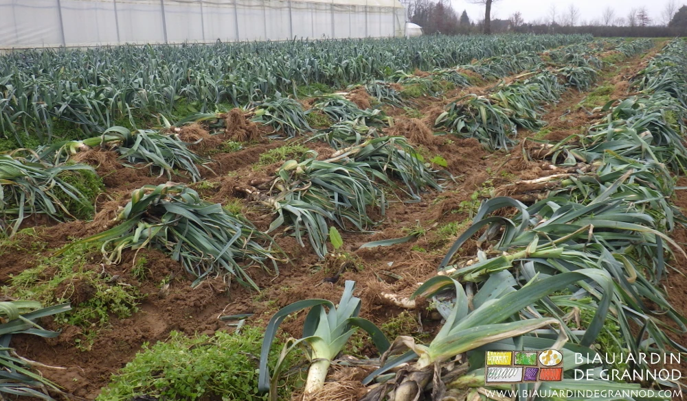 photo des poireaux rangés en petits tas égaux pour une livraison