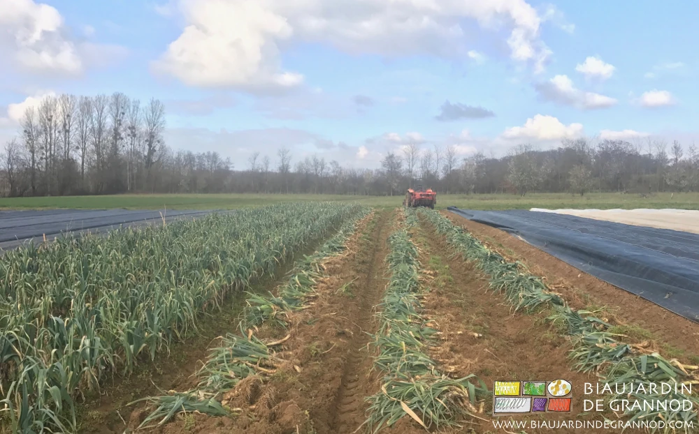 photo de poireau récolté à l'arracheuse et rangé manuellement