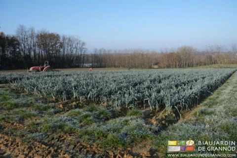 photo hivernale de poireau butté et givré sur fond de haie bocagère aux feuilles tombées