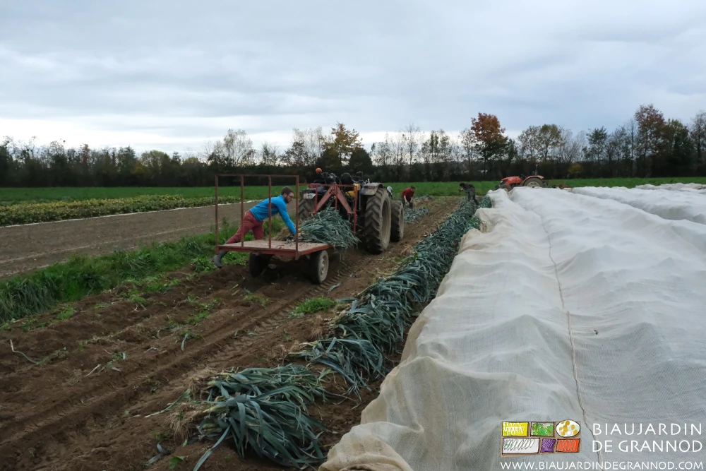 photo de 3 biaux jardiniers prenant les tas de poireau au sol pour empiler sur la petite remorque