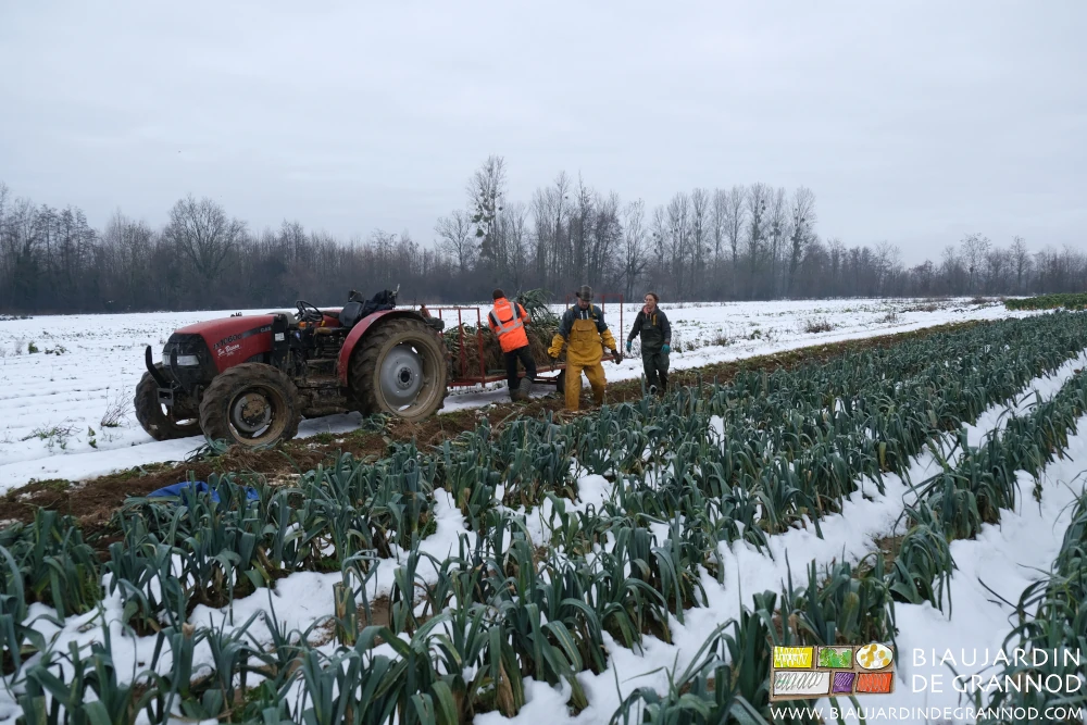 photo de récolte de poireau sous la neige avec gants et tenue chaudes et impreméables