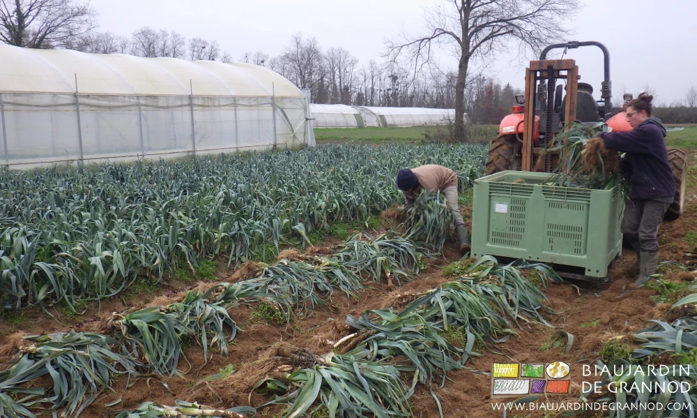 photo de manipulation manuelle des tas de poireau pour mise en palox