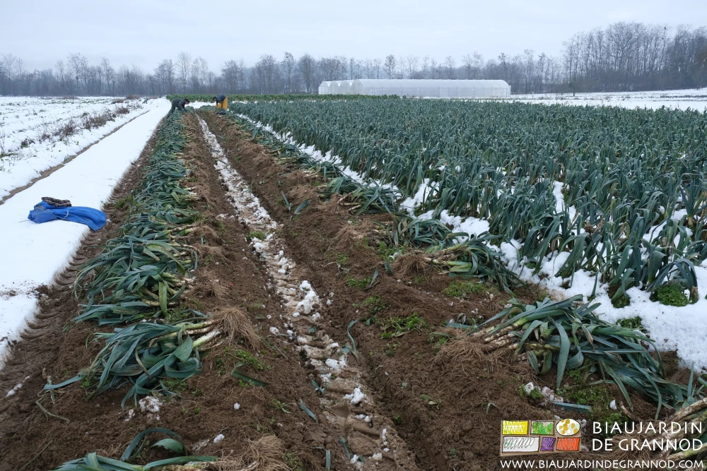 vue d'ensemble de planches de poireau arraché et rangés en tas