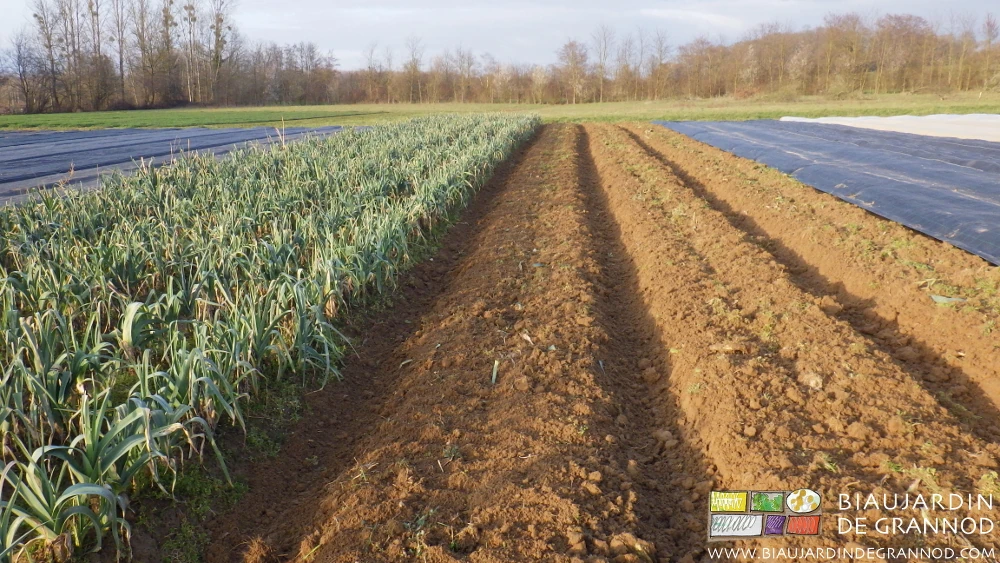 photo ensoleillée de planches travaillées grossièrement après récolte de poireau
