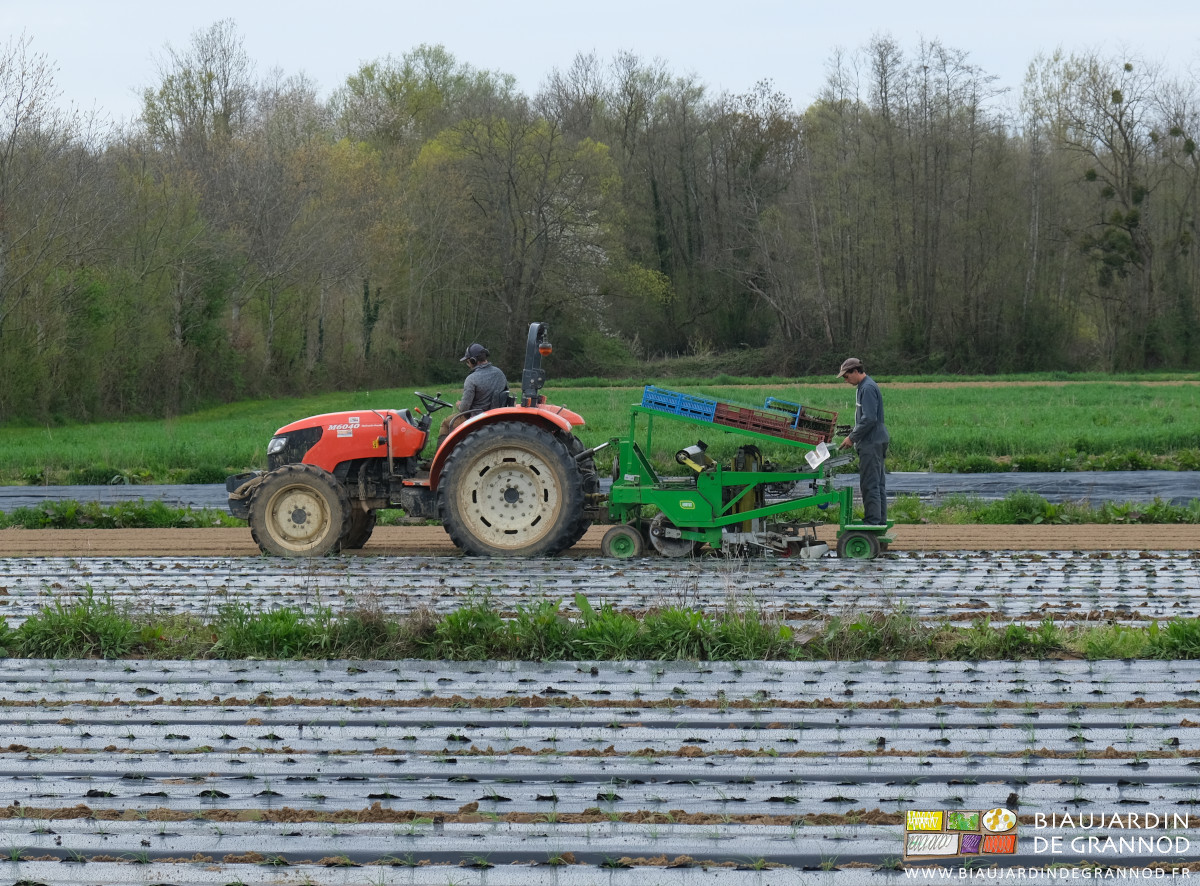 photo de la plantation machine à 2 travailleurs seulement