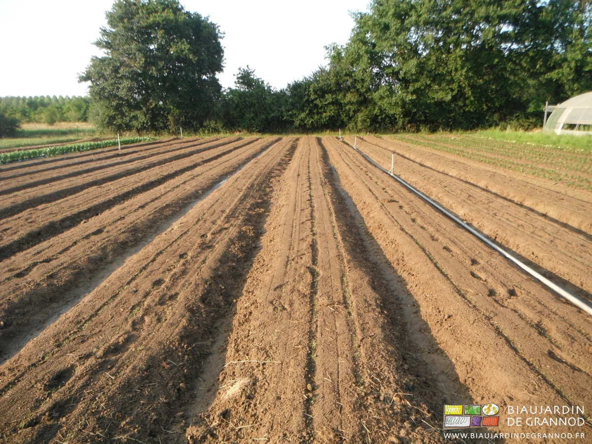 photo d'ensemble du carré de carotte en cours de levée