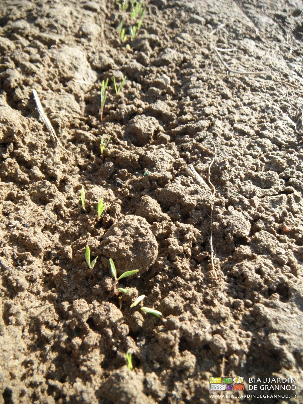 photo en gros plan des plantules de carotte en cours de levée dans une terre sans adventice