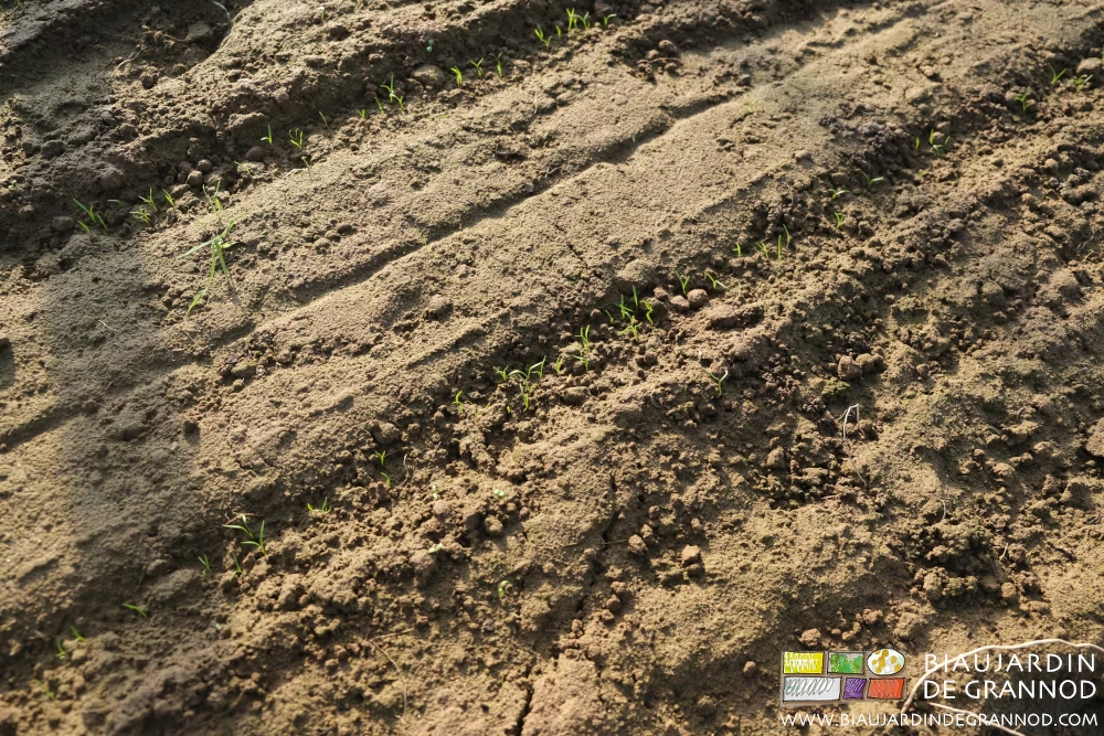 photo proche de la levée de carotte sans aucune adventice