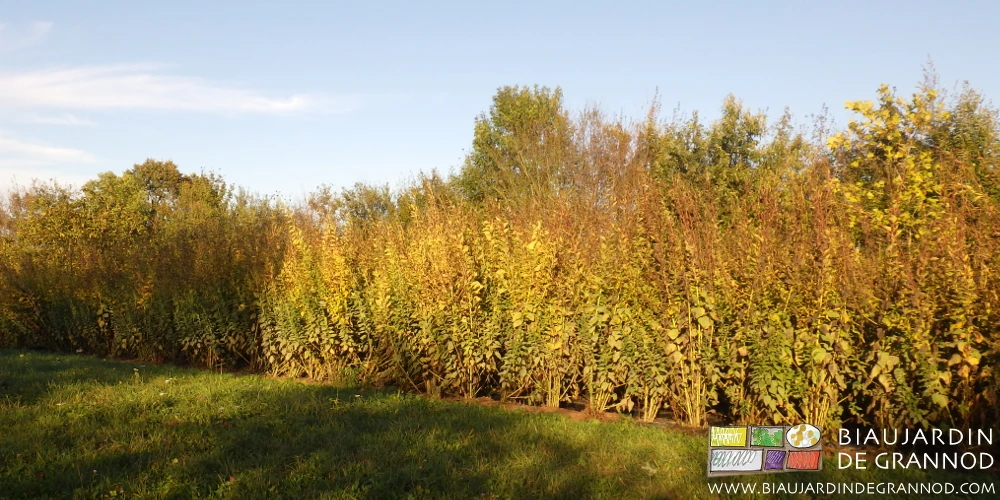 photo sous le soleil des feuilles jaunes et marron du topinambour à l'automne