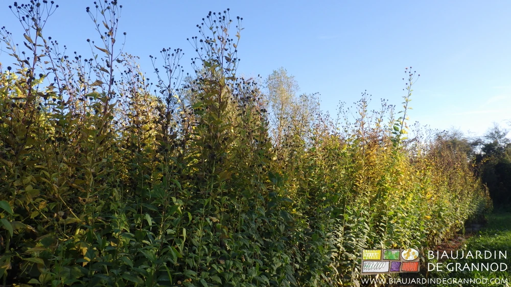 photo automnale du rang de topinambour en culture, les feuilles hautes jaunissant