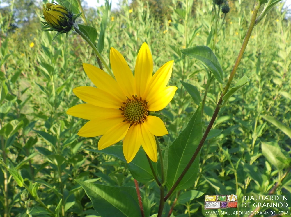 photo d'une fleur de topinambour et sa douzaine de pétales jaune vif