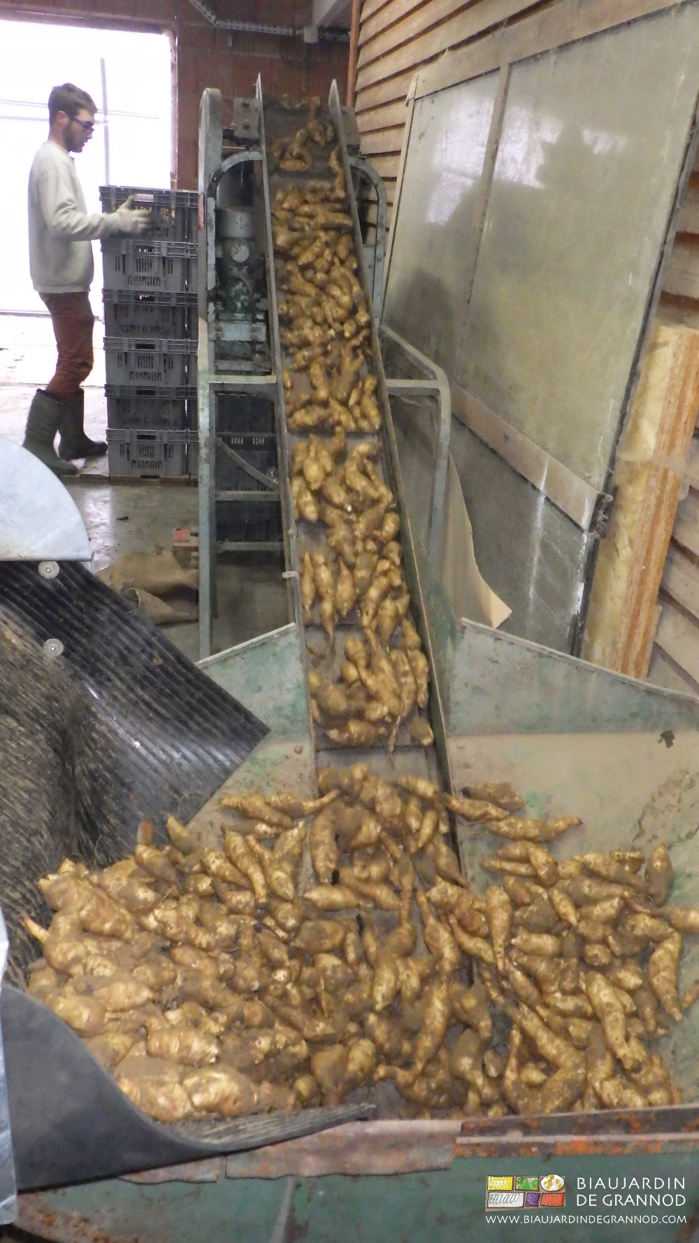 photo du tapis conduisant le topinambour brossé de la trémie à la peseuse
