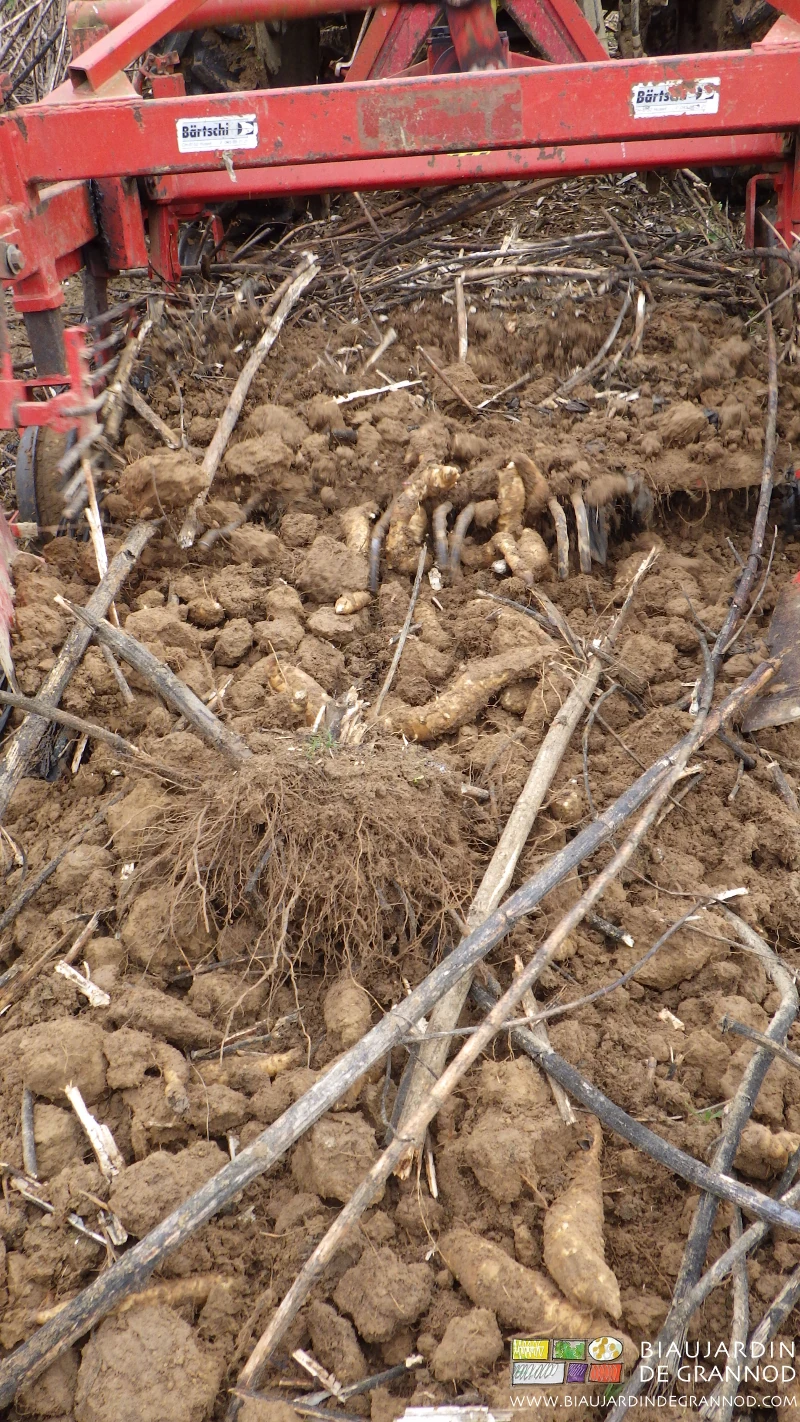 photo du travail de l'arracheuse, les topinambours reposés sur la terre