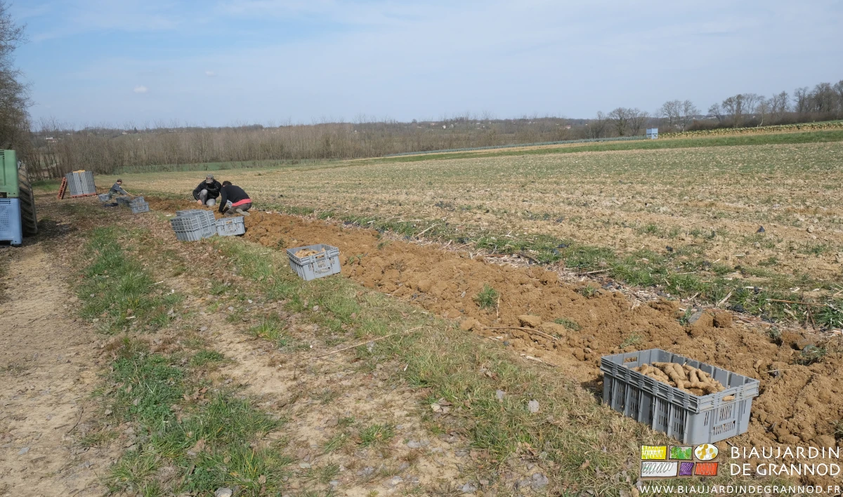 photo de l'équipe au travail avec gants et bonnet dans une planche de topinambour