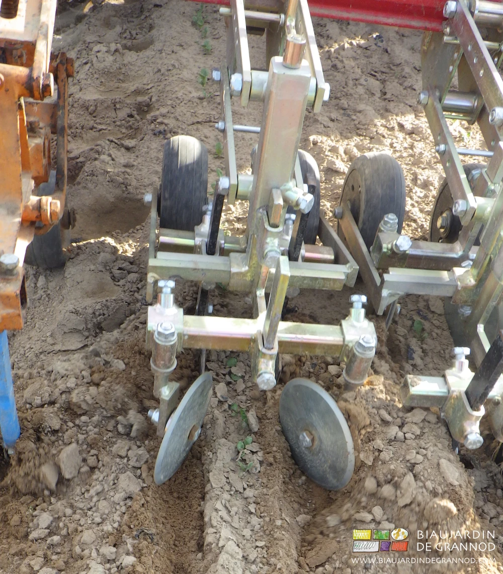 photo d'un élément de bineuse duo au travail précis simultanément de chaque côté des très jeunes chicorées