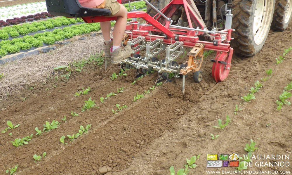photo du binage mécanique des planches de chicorée rouge avec la duo