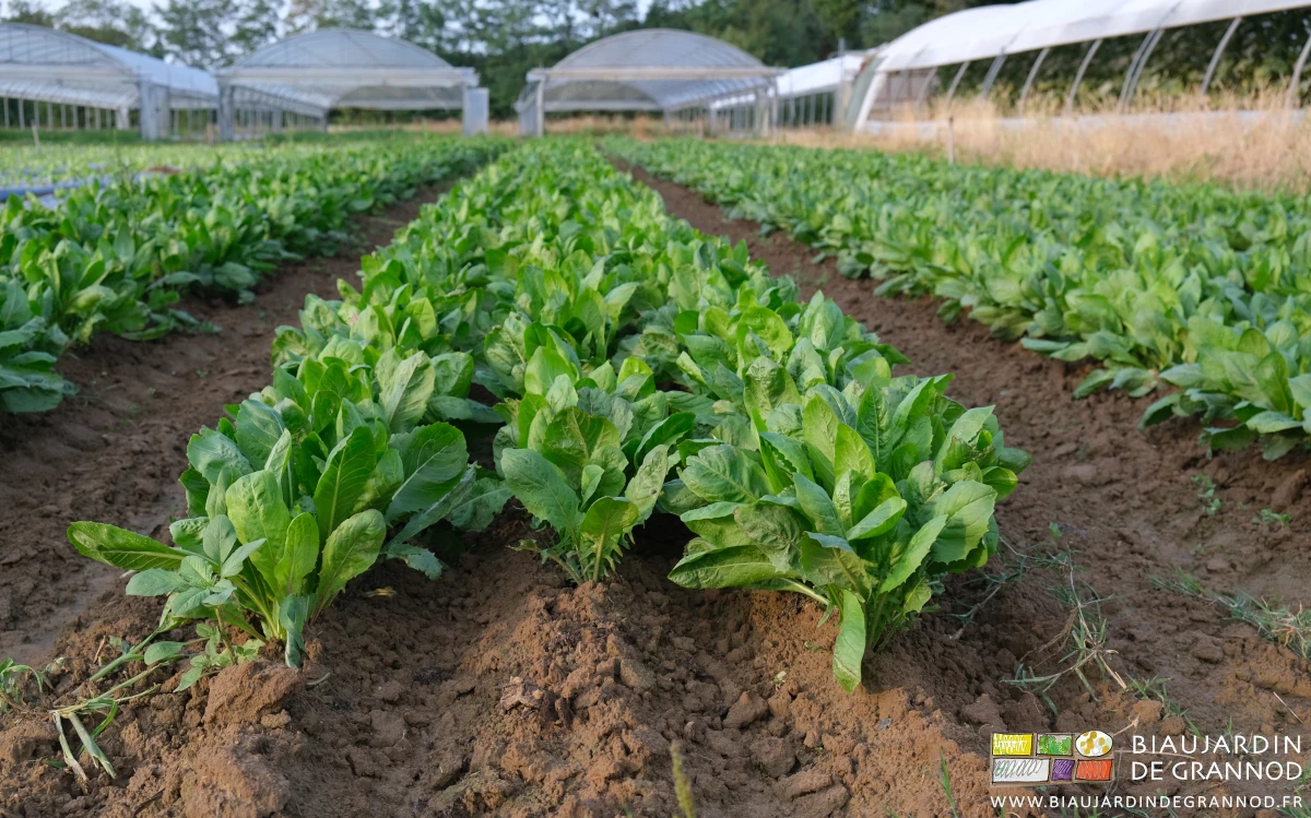 photo proche des rangs de chicorée légèrement buttés