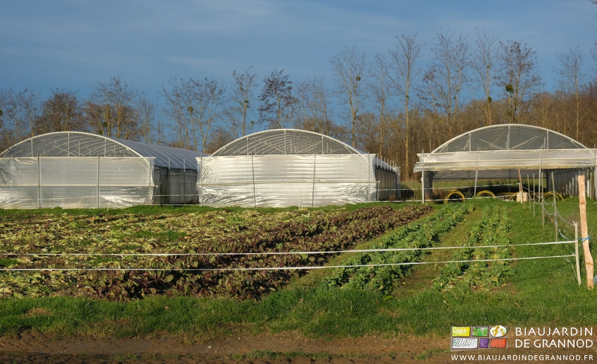 photo du carré de chicorées en plein hiver, seules les rouges et vertes de semis sont présentes