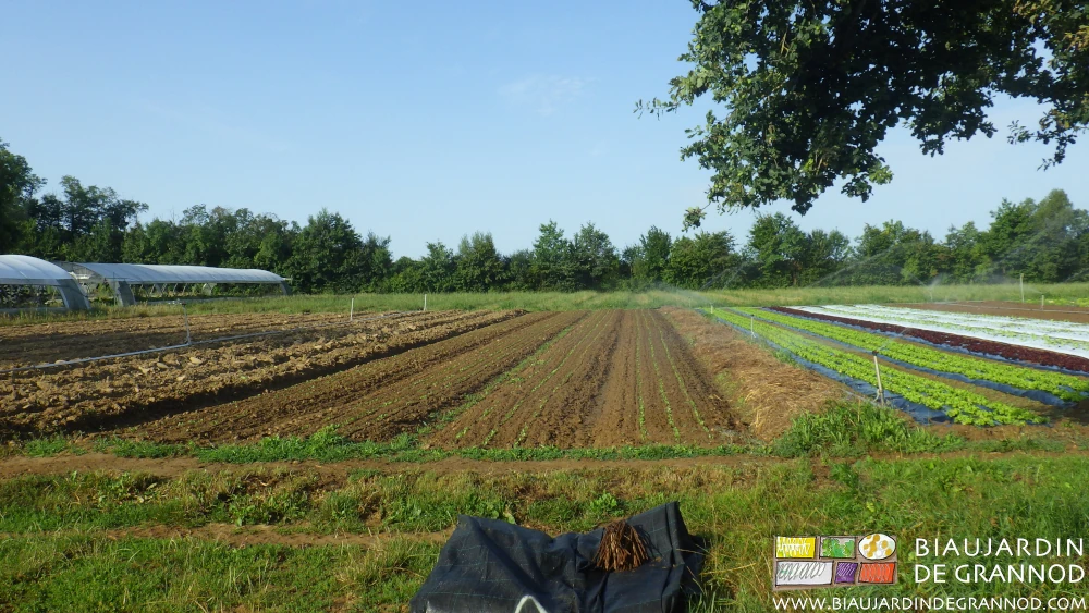 photo du carré de chicorée en cours d'arrosage, un grand chêne en premier plan