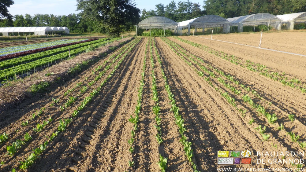 photo estivale des planches binées en cours de développement