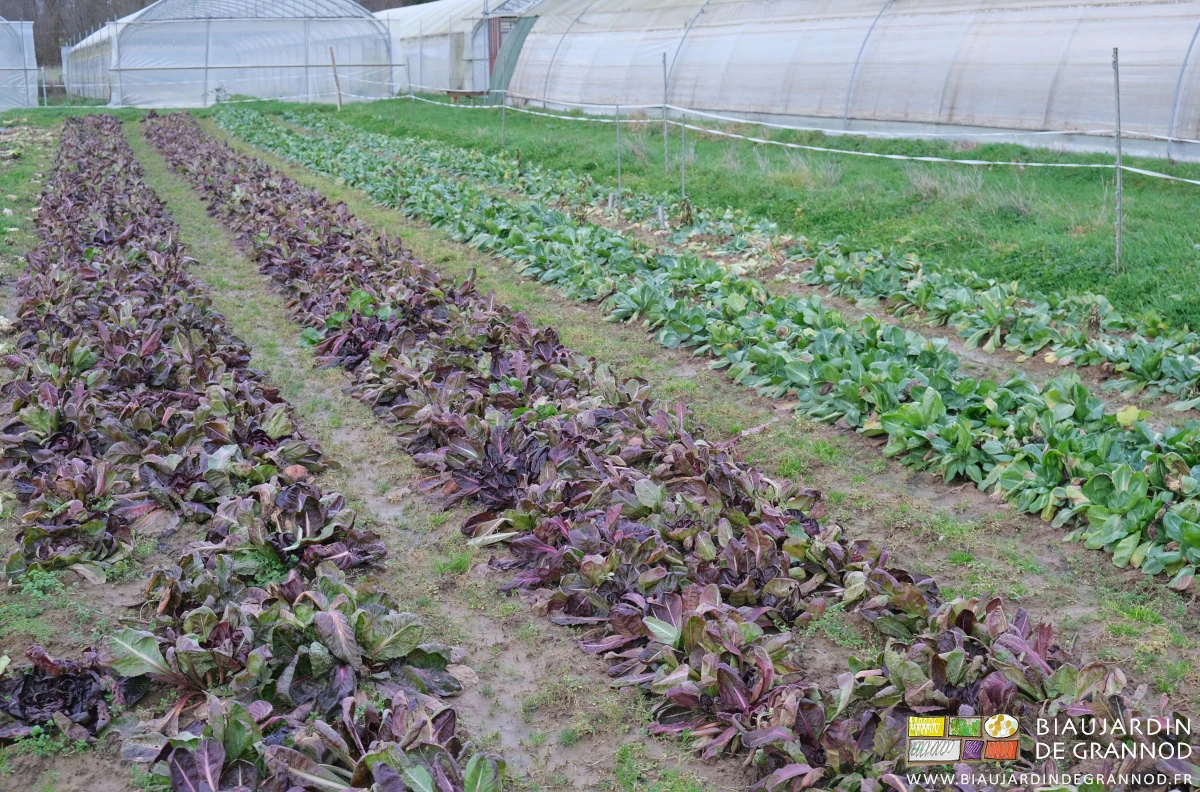 photo du carré en cours d'hiver les feuilles du tour s'abîment au profit de la pomme