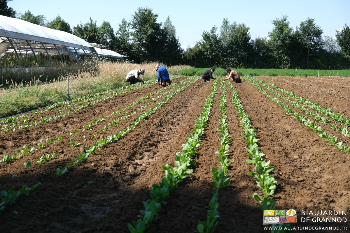 photo de l'équipe accroupie pour le désherbage manuel des planches de chicorée d'hiver