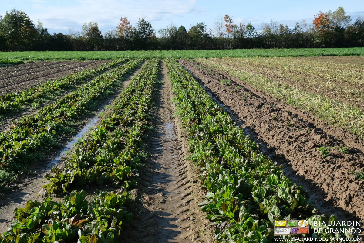 photo des planches de rouge de Vérone en cours de mûrissement