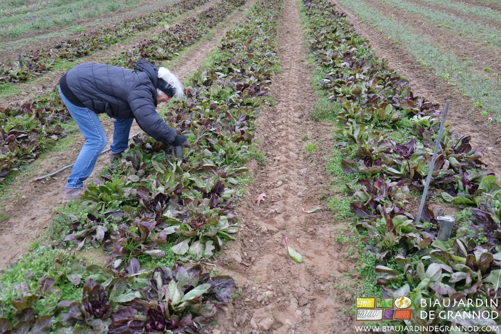photo de Françoise posant des pièges guillotine anti rongeurs