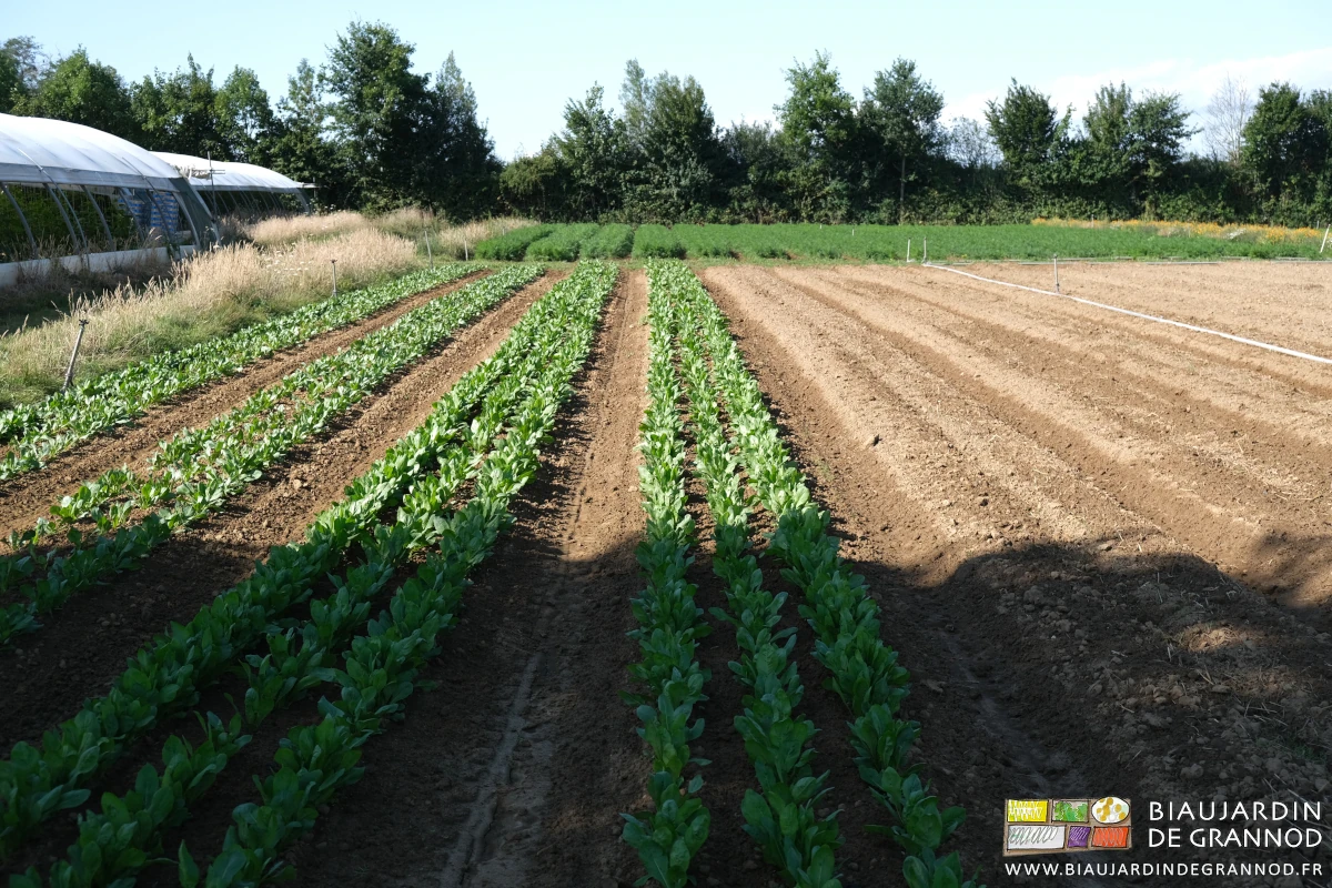 photo des planches de chicorée à nouveau binées au stade 5/6 feuilles
