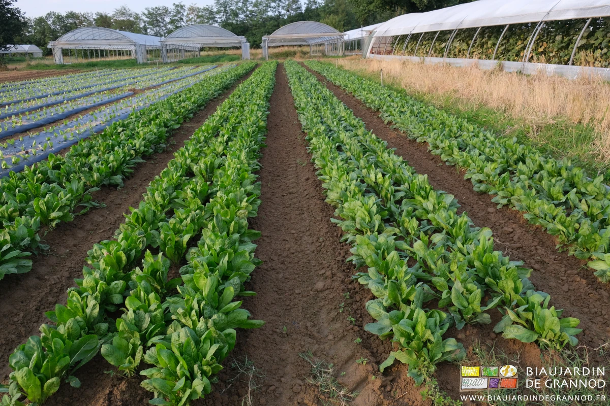 photo du carré de chicorées les allées permanentes elles aussi binées