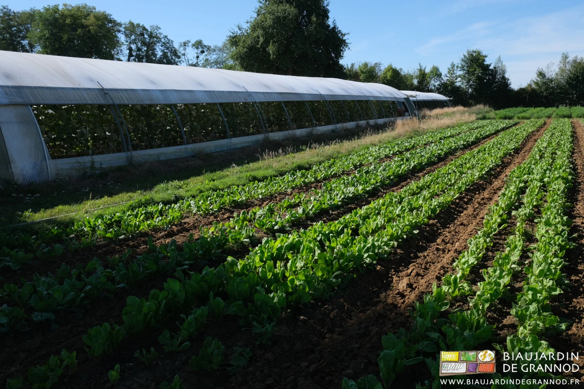 photo des planches de vérone en cours de développement sans concurrence d'adventices non comestibles