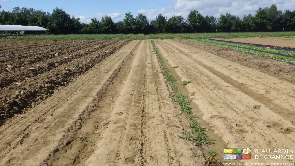 photo des planches de chicorée de Vérone en début de levée