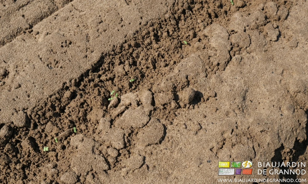 photo proche de la chicorée rouge plantules levées en tout en début de développement
