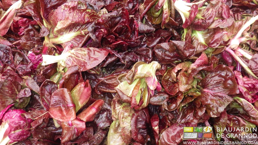 photo de chicorée rouge de Vérone récoltée en cagette prête pour la vente