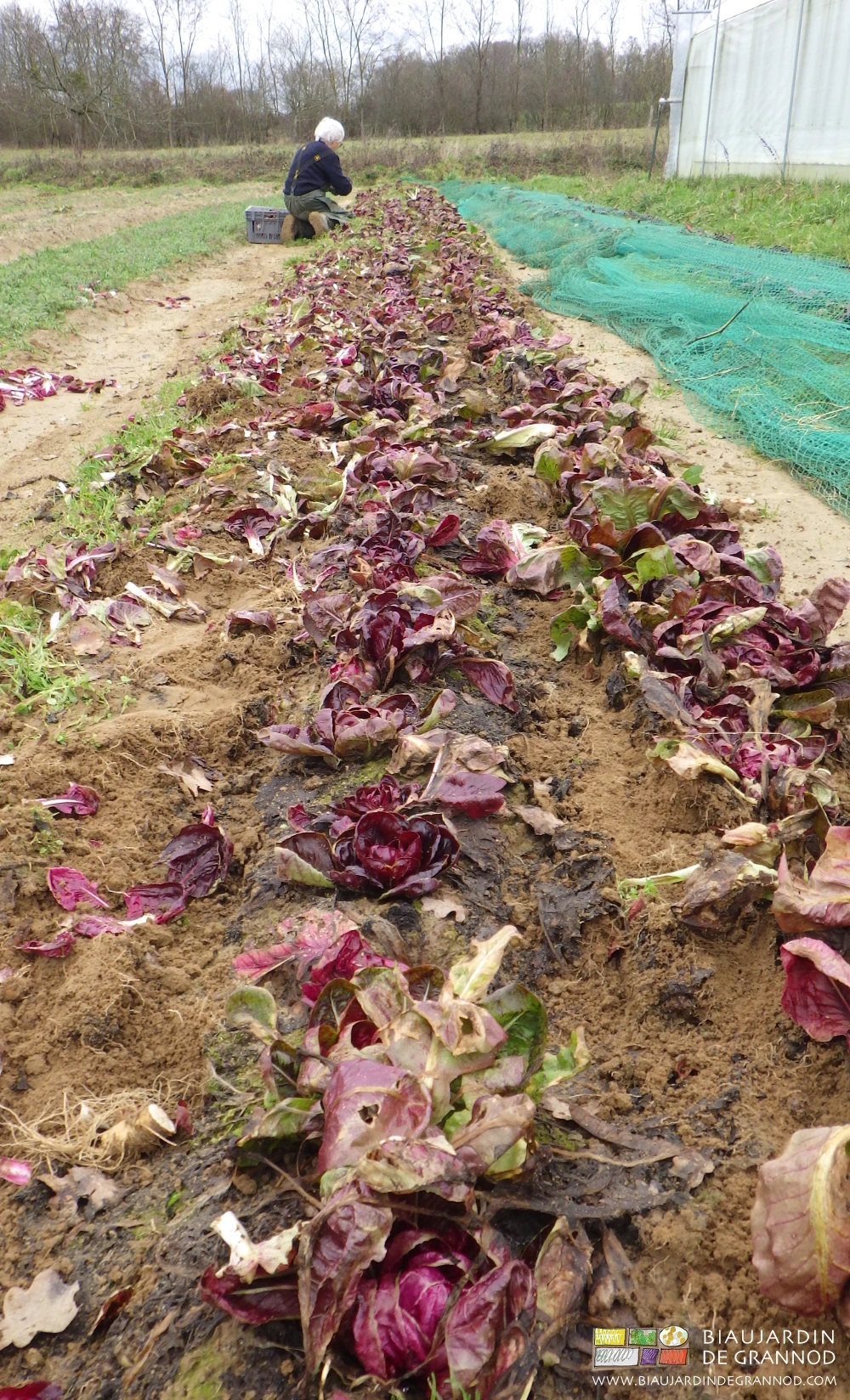 photo de la récolte manuelle à genoux de la chicorée rouge