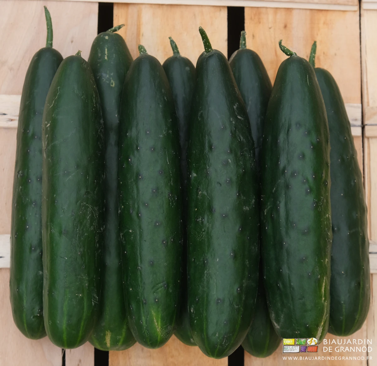 photo de cagette bois remplie de concombre court