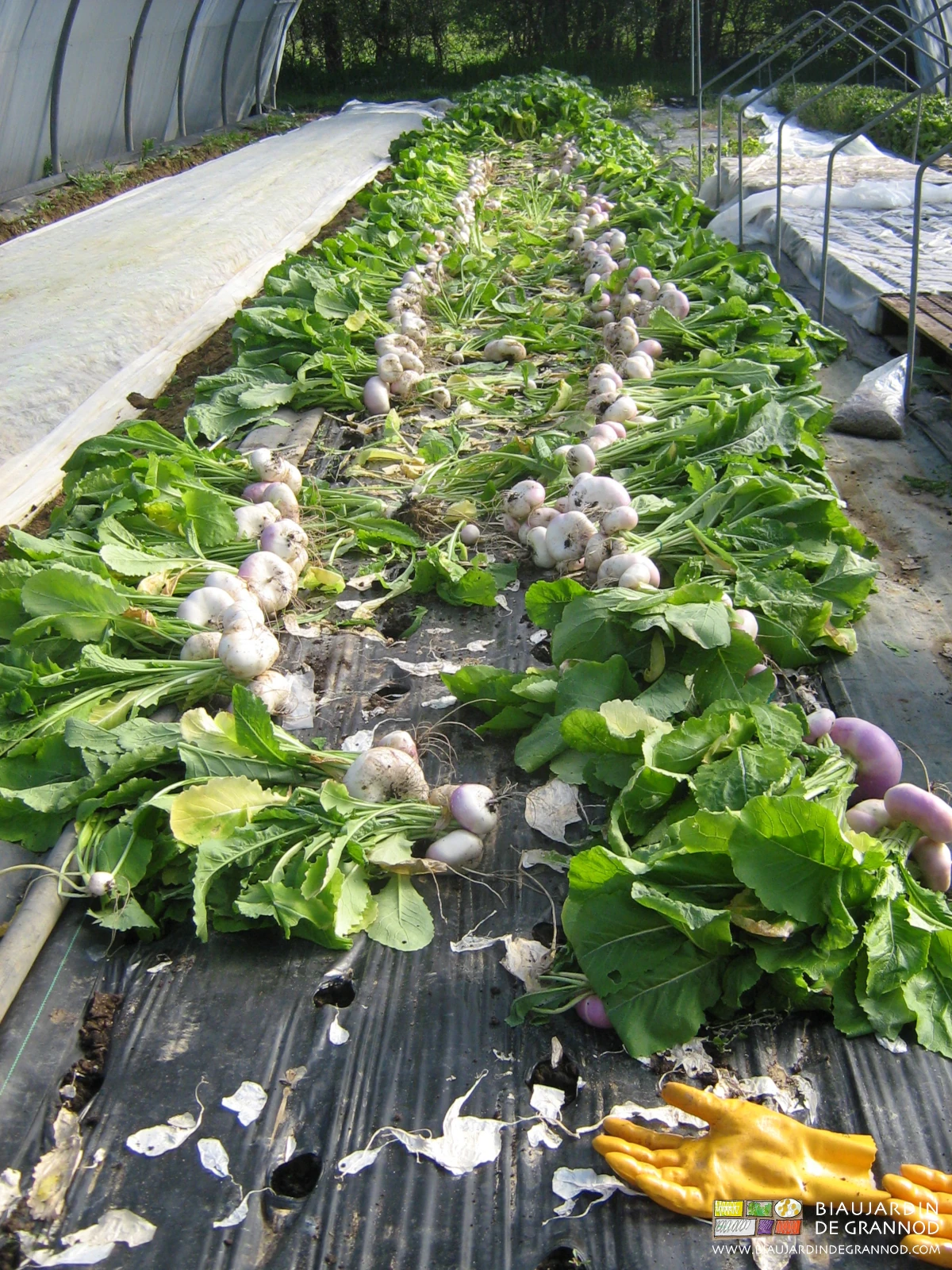 photo de bottes de navet récoltées sur planche filmée
