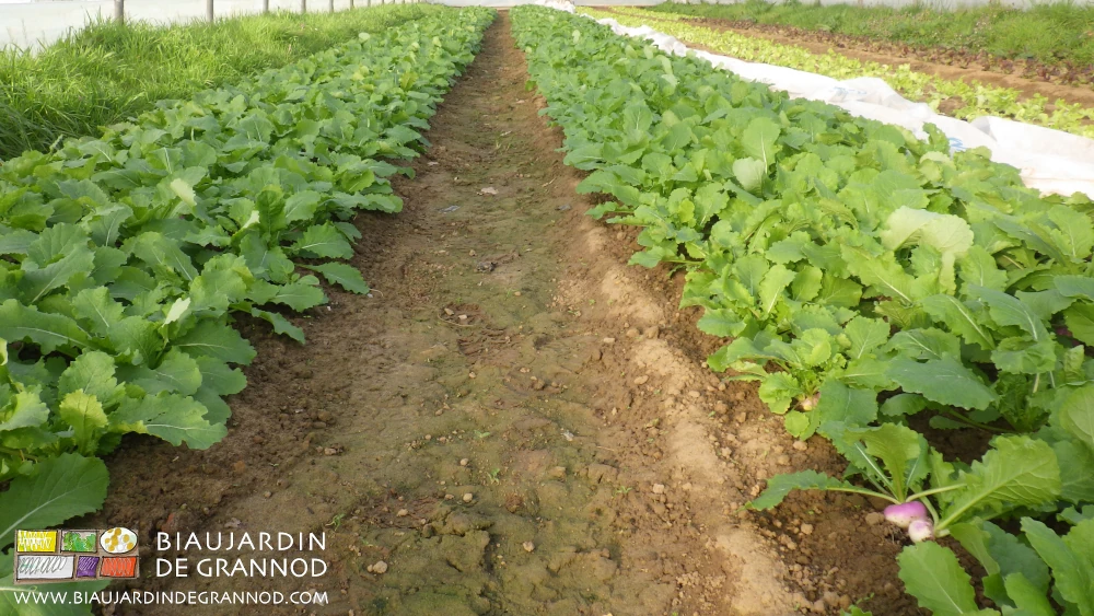 Photo d’une planche permanente de navet en motte en pleine croissance