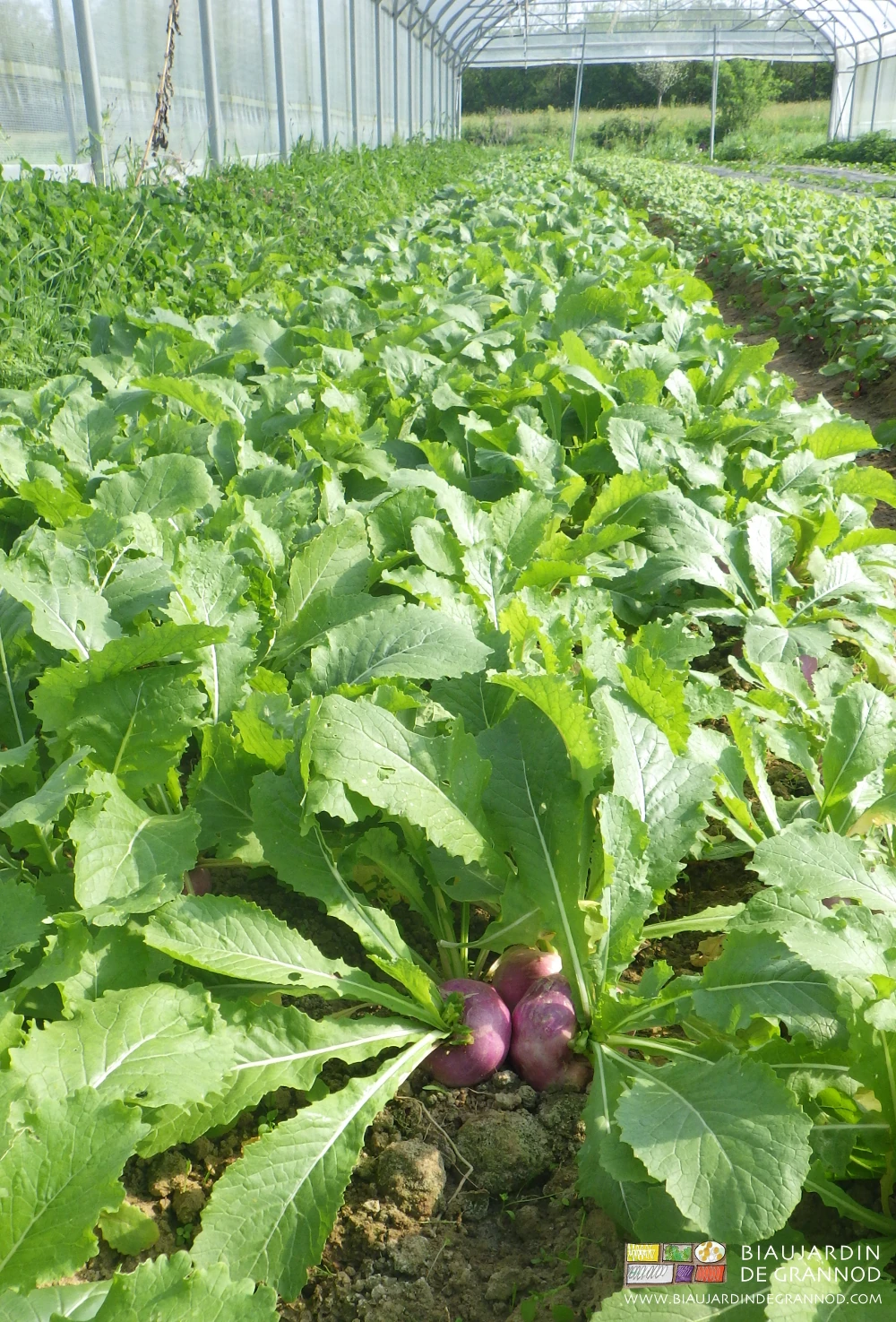 photo de navet sous tunnel au stade récolte