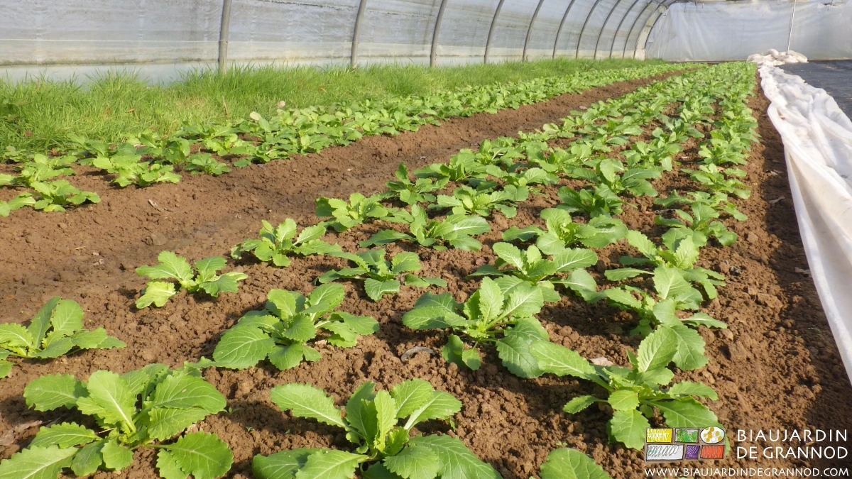 Photo d’une planche permanente de navet semé en motte puis repiqué sur planche binée